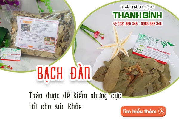 Lá bạch đàn thu hái 100% tự nhiên từ Thảo dược Thanh Bình