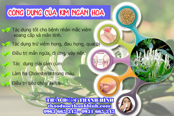 Công dụng trị bệnh của kim ngân hoa 