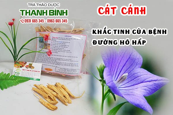 Dược liệu cát cánh công thu hái 100% tự nhiên tại Thảo dược Thanh Bình