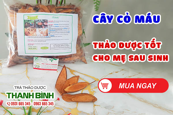 Cây cỏ máu thu hái 100% tự nhiên tại Thảo dược Thanh Bình