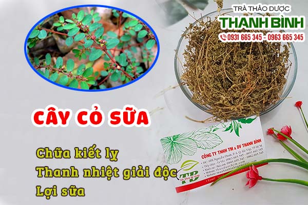 Cây cỏ sữa và những tác dụng chữa bệnh hiệu quả