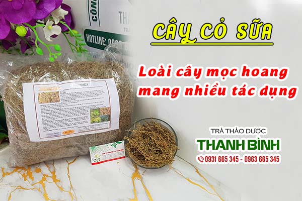 Cây cỏ sữa thu hái tự nhiên tại Thảo dược Thanh Bình