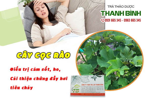 cây cọc rào