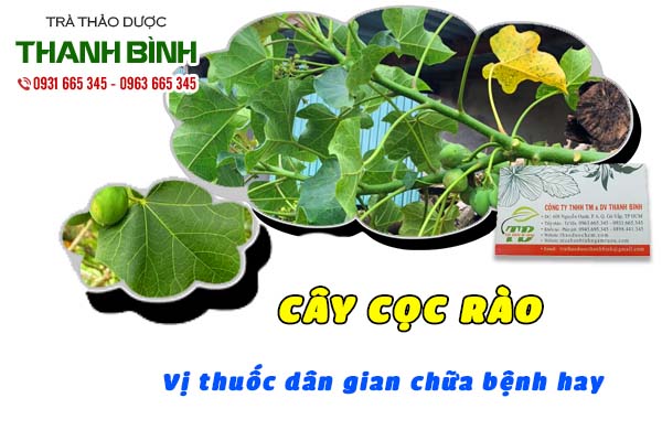 cây cọc rào