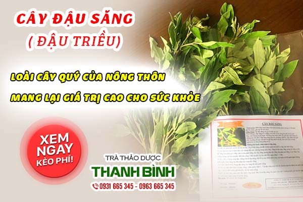 cây đậu săng