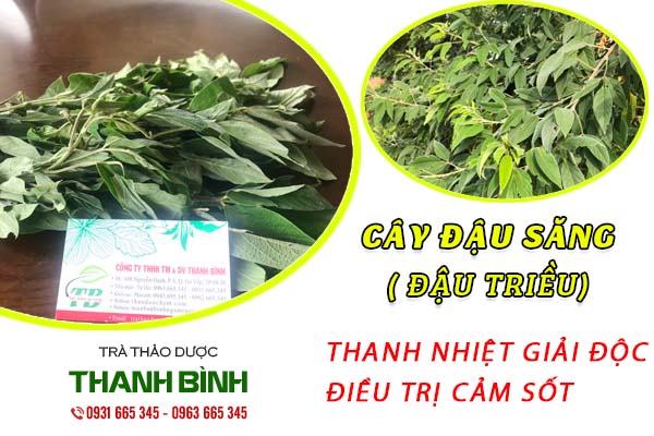 Cây đậu săng (đậu triều) chất lượng 100% tại thảo dược Thanh Bình