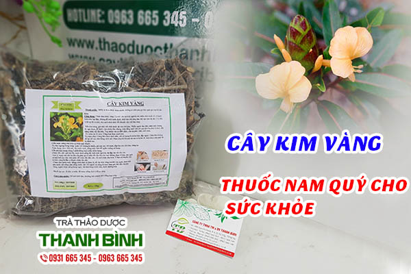 Cây kim vàng chất lượng tại Thảo dược Thanh Bình