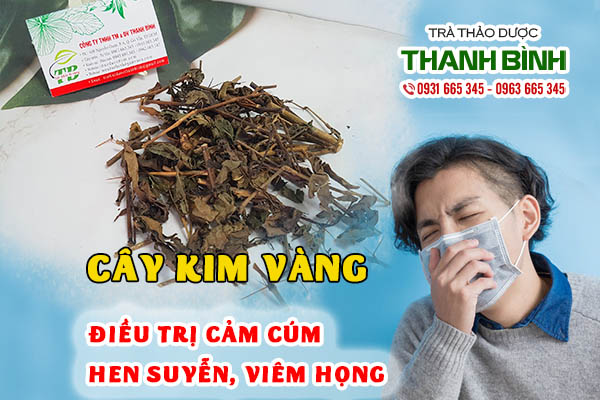 Cây kim vàng tác dụng chữa bệnh và cách dùng