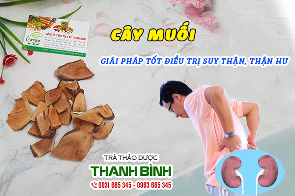 Cây muối chất lượng tại Thảo dược Thanh Bình