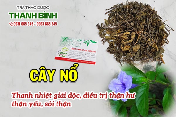 Cây nổ chất lượng tại Thảo dược Thanh Bình