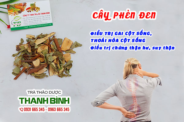 Cây phèn đen là cây gì? Công dụng và lưu ý khi sử dụng