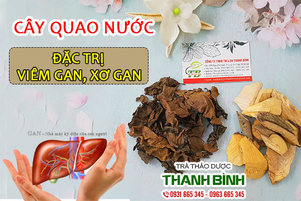 Cây quao nước và những tác dụng đối với sức khỏe