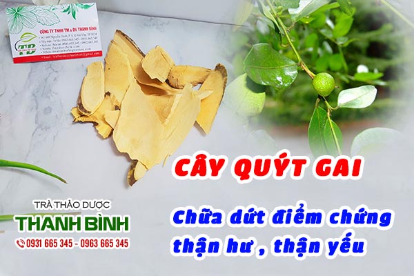 Những công dụng quý chữa bệnh từ cây quýt gai