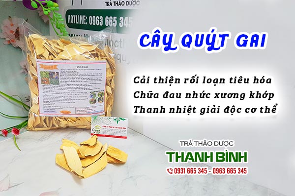 cây quýt gai