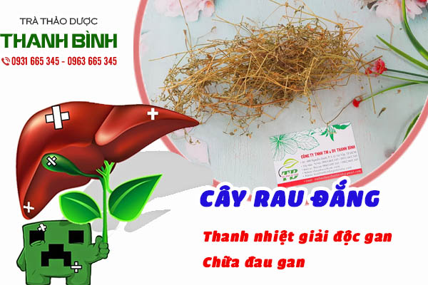 Hình ảnh dược liệu rau đắng chất lượng tại Thảo dược Thanh Bình