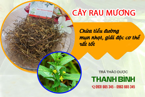 Công dụng của cây rau mương