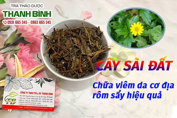 Cây sài đất thu hái 100% thiên nhiên 