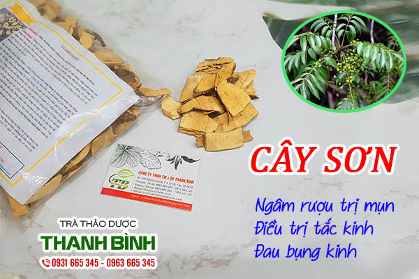 Cây sơn thu hái 100% tự nhiên tại Thảo dược Thanh Bình