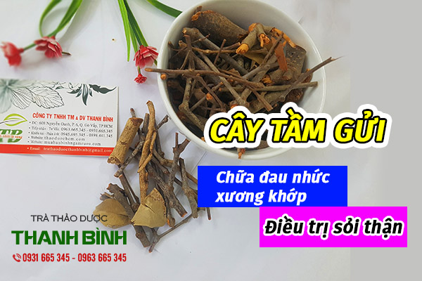 cây tầm gửi