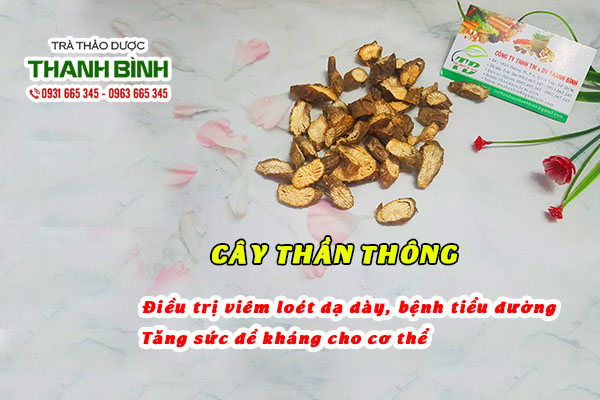 Cây thần thông thu hái 100% tự nhiên tại Thảo dược Thanh Bình