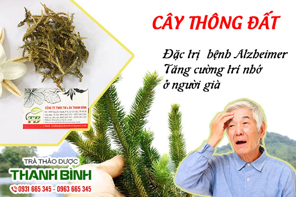 cây thông đất