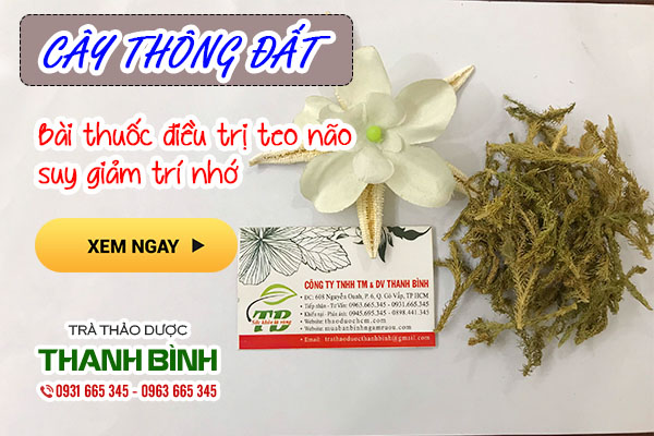 cây thông đất