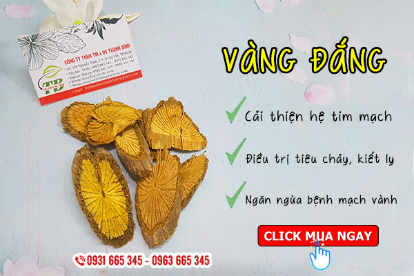 cây vàng đắng