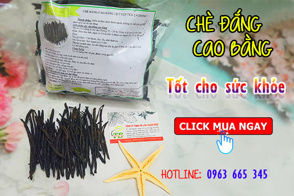 Tác dụng và cách dùng chè đắng Cao Bằng