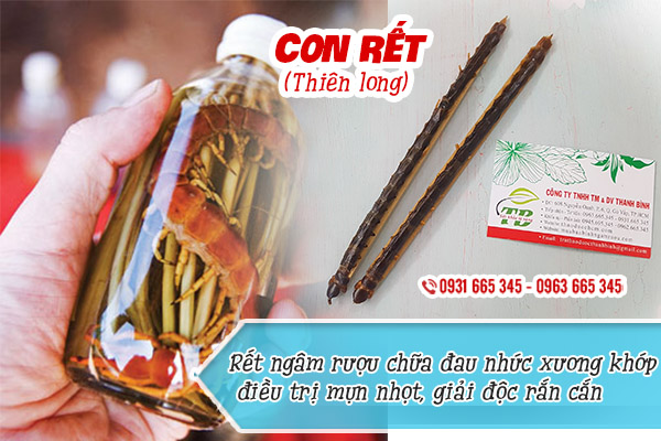 con rết