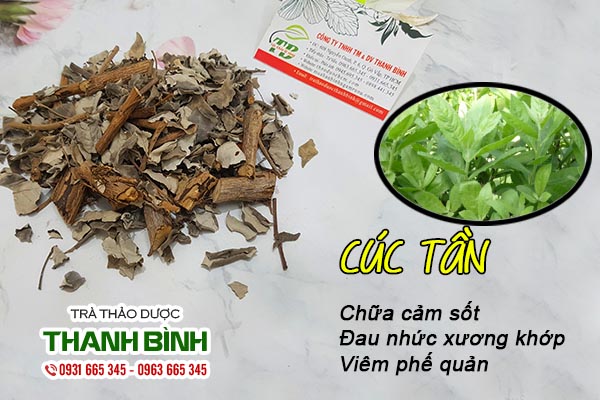 cúc tần