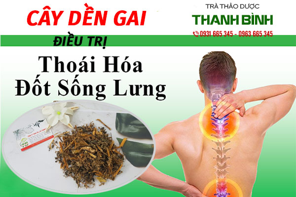 cây dền gai