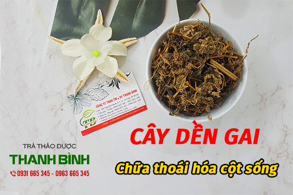 cây dển gai