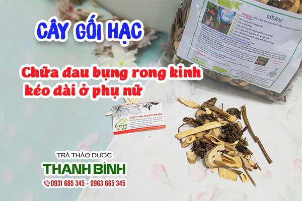 cây gối hạc