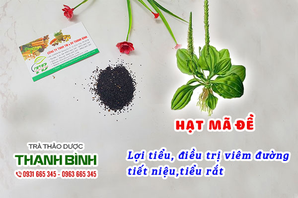 hạt mã đề