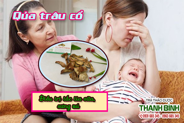 Giới thiệu vị thuốc quả trâu cổ