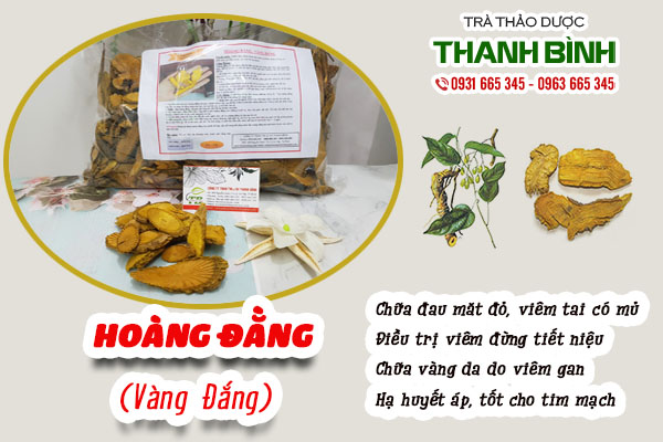 hoàng đằng