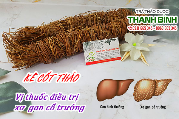 Kê cốt thảo phòng và điều trị các bệnh về gan