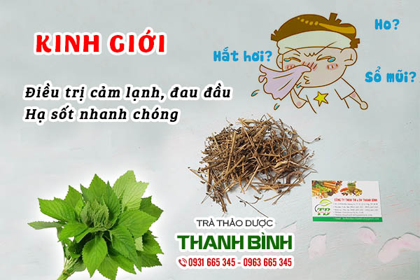 Kinh giới vị thuốc hay chữa bệnh bạn biết chưa?