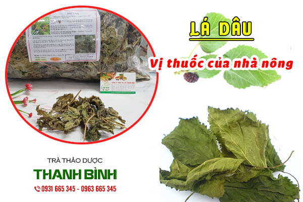 Đặc điểm về lá dâu tằm