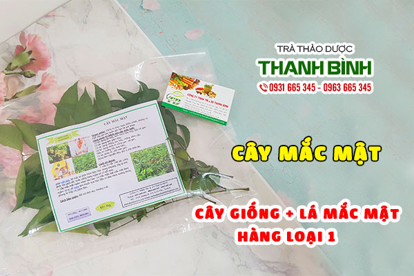 cây mắc mật