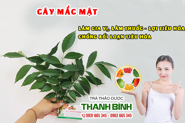 cây mắc mật