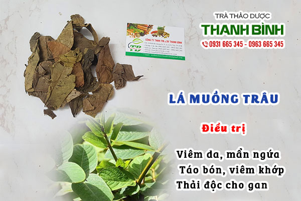 Ưu điểm có trên lá muồng trâu