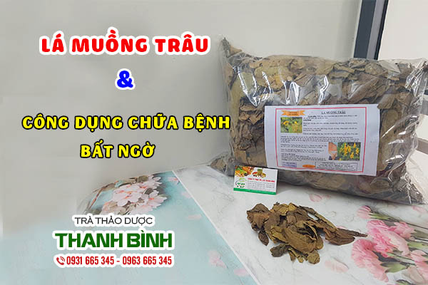 Lá muồng trâu và những đặc điểm