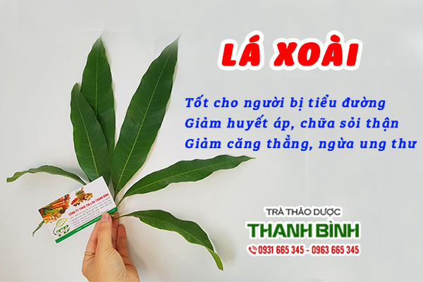 Đặc điểm dược tính của lá xoài