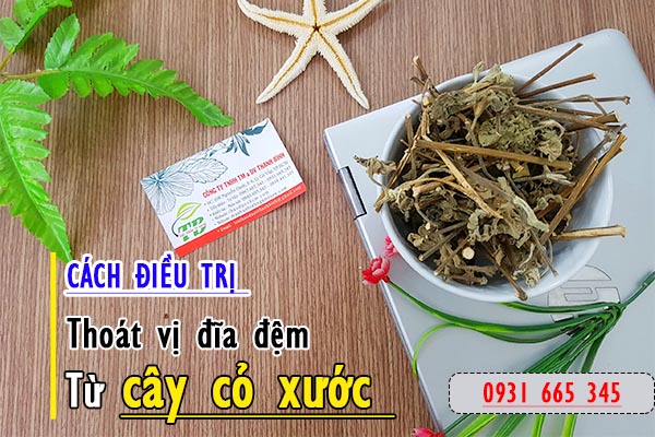 cây cỏ xước