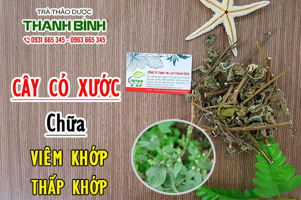 cây cỏ xước