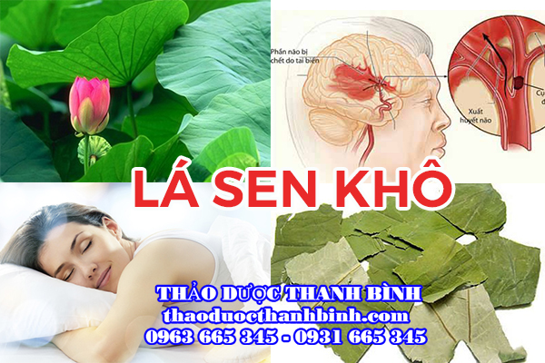 Lá sen khô và đặc tính dược liệu