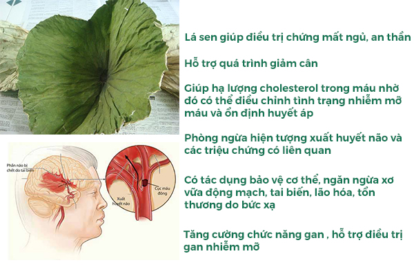 Những tác dụng trị bệnh của lá sen khô