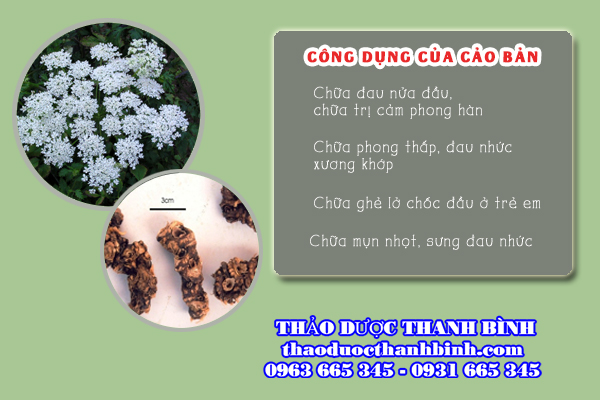 cảo bản