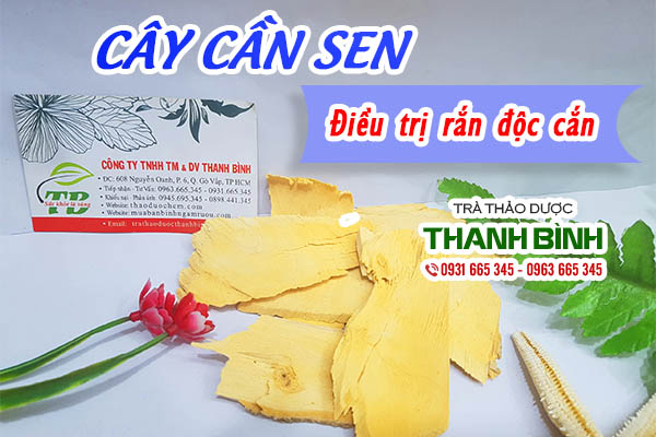 cây cần sen